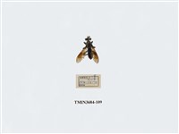 藏品(雙翅目)的圖片